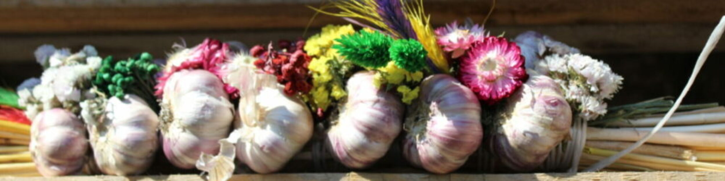 Knoblauch anbauen