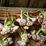 Knoblauch Geschichte