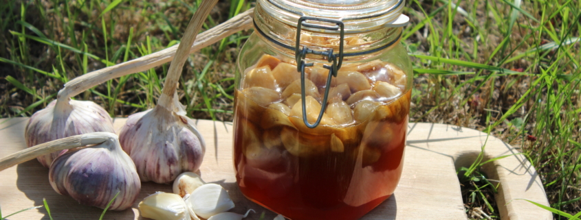 Knoblauch fermentieren