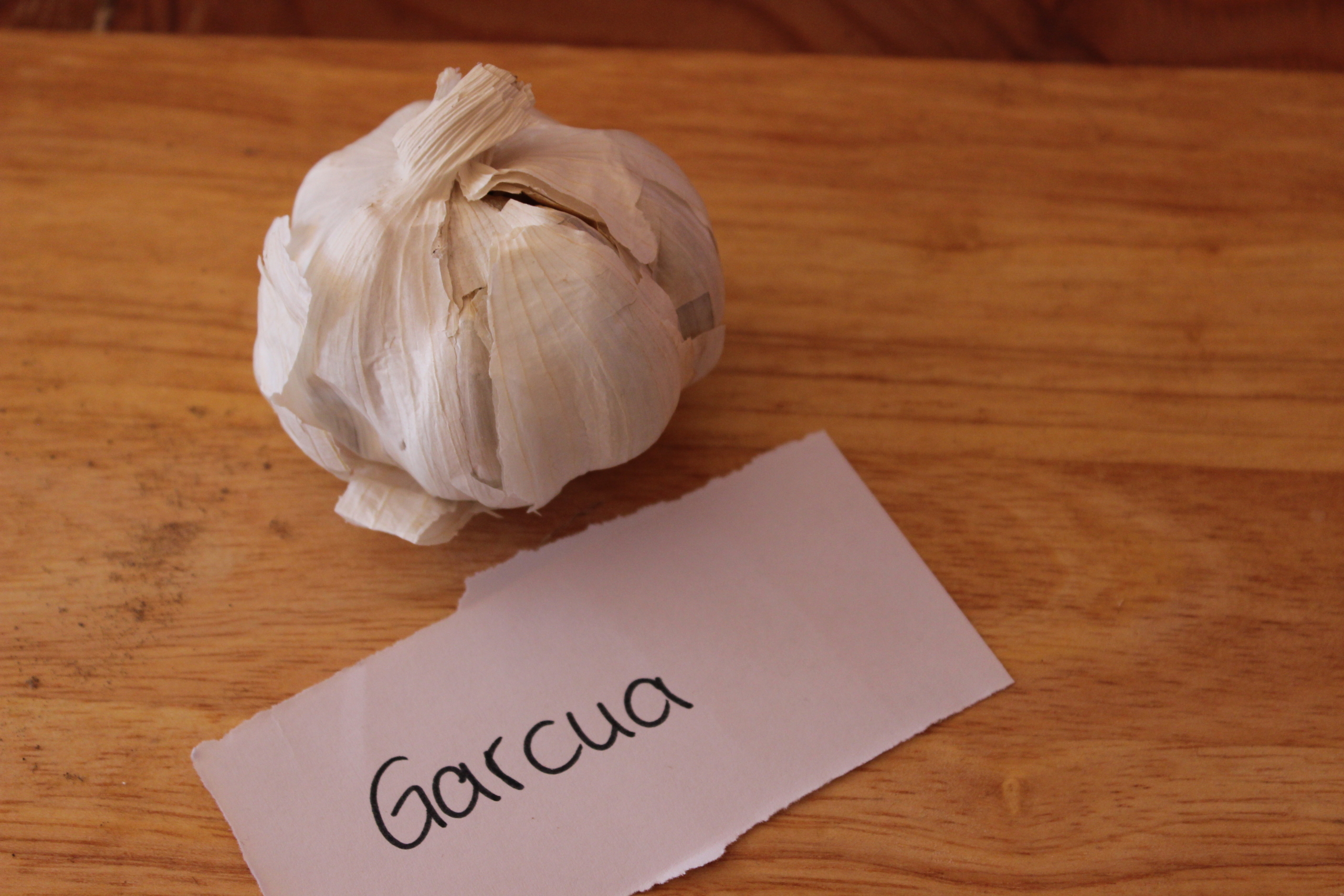 Knoblauch Garcua