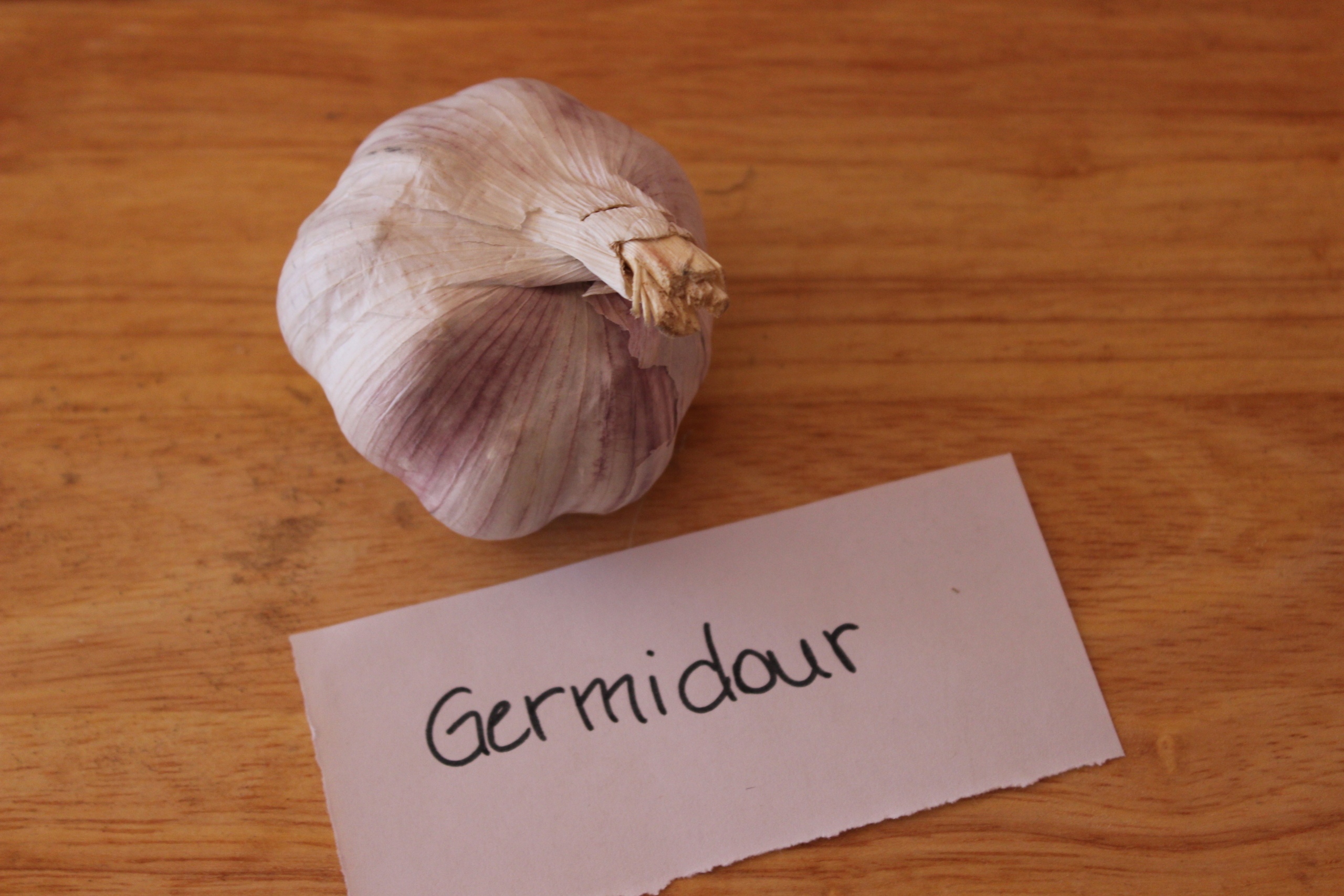 Knoblauch Germidour
