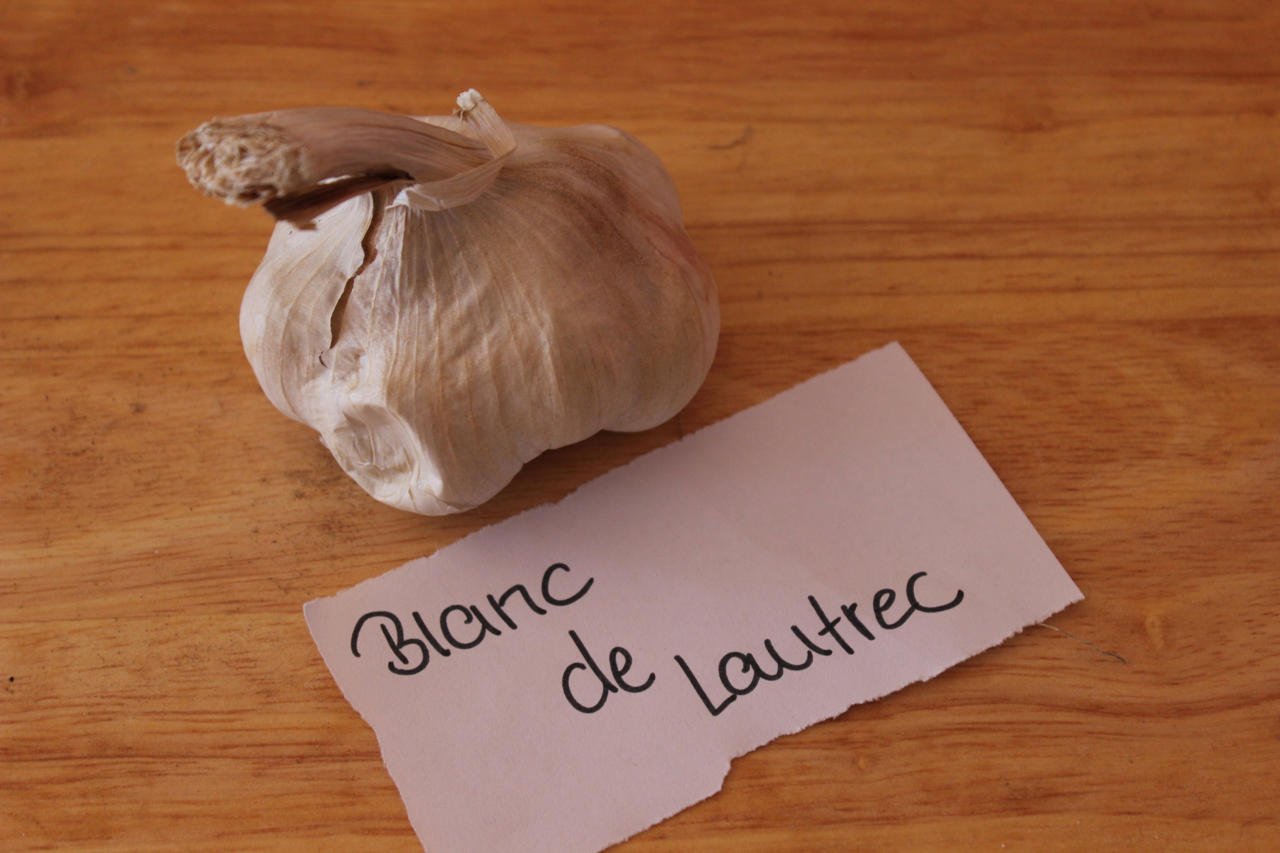 Knoblauch Blanc de Lautrec