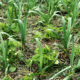 Knoblauch im Erdbeerbeet in Mischkultur