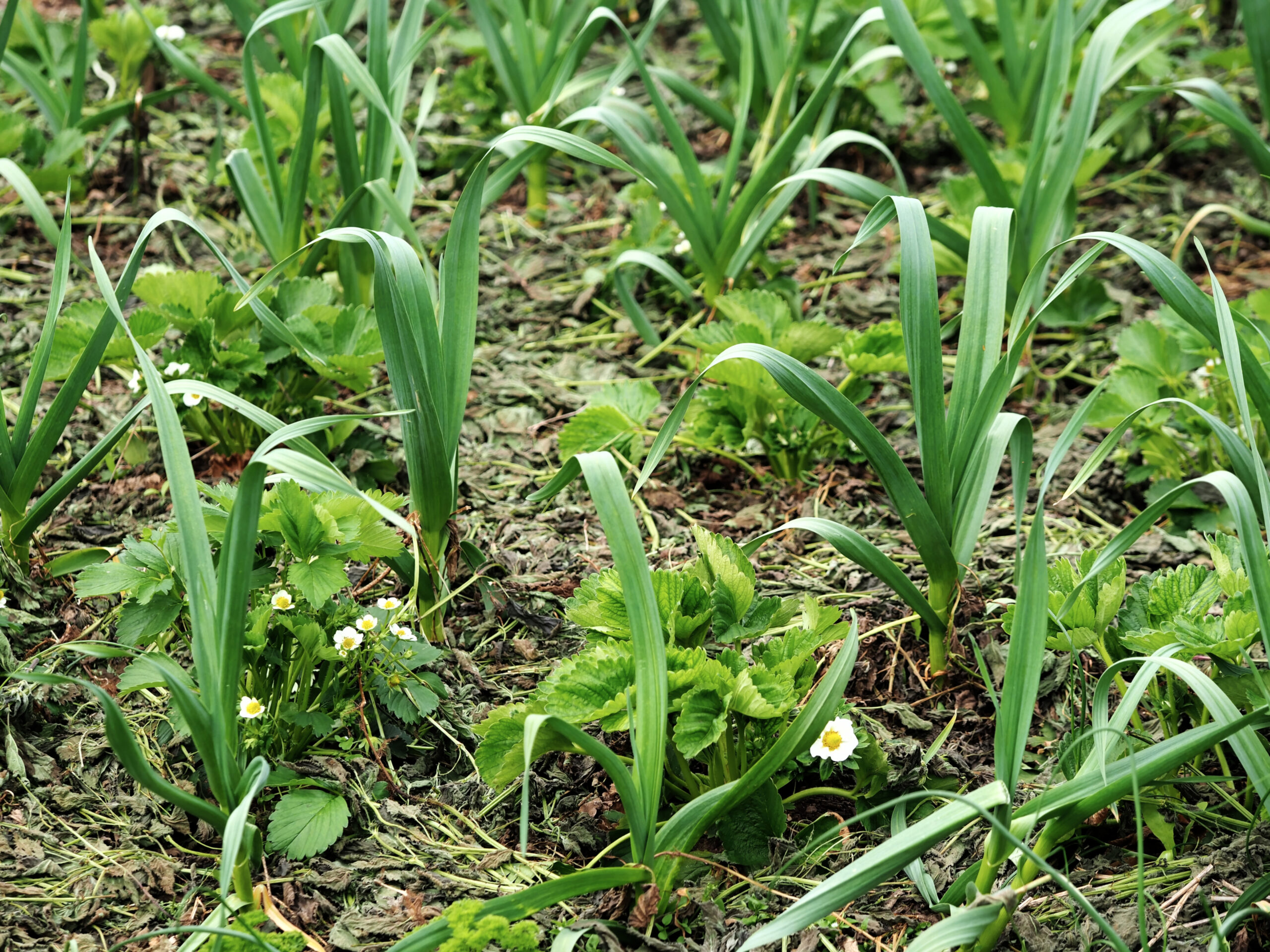 Knoblauch im Erdbeerbeet in Mischkultur