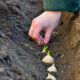 Knoblauch pflanzen