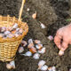 Knoblauch im Herbst pflanzen