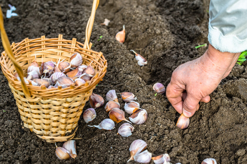 Knoblauch im Herbst pflanzen