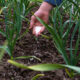 Knoblauch im Beet düngen