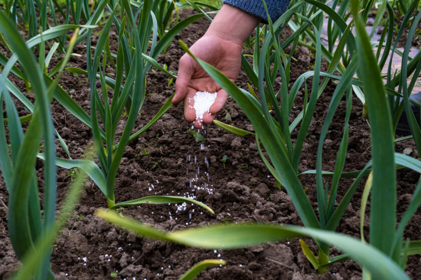 Knoblauch im Beet düngen