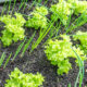 Knoblauch Mischkultur mit Salat