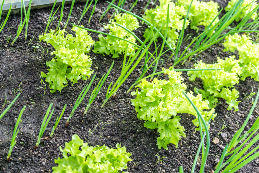 Knoblauch Mischkultur mit Salat