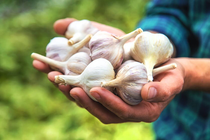 Weißer und violetter Knoblauch