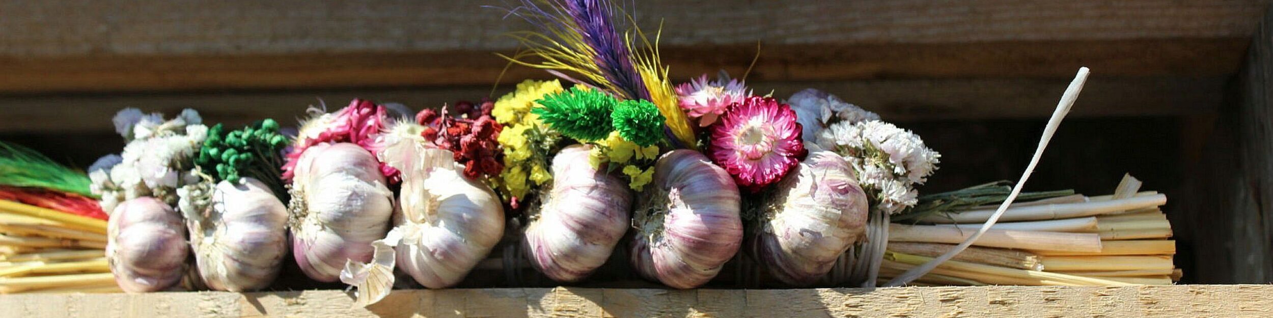 Knoblauch anbauen
